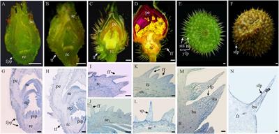 RrTTG1 promotes fruit prickle development through an MBW complex in Rosa roxburghii